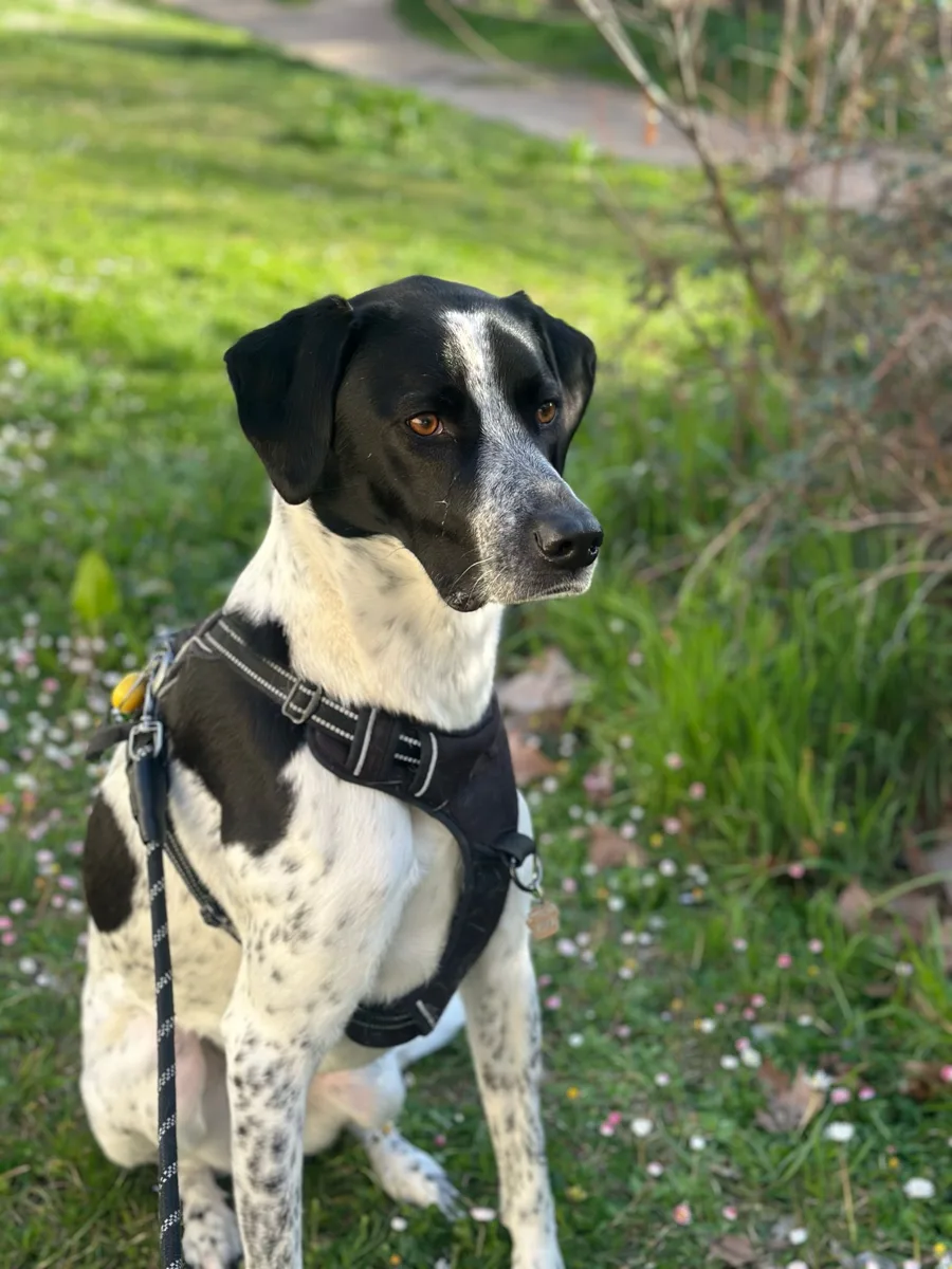 Kika, pointer and greyhound mix